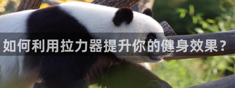 德国意昂5(KGAME)集团：如何利用拉力器提升你的健身效果